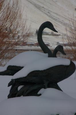 yellowstone_winter_wildlife