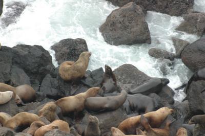oregon_coast_wildlife-1