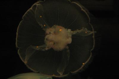 DSC_1509_resize.JPG