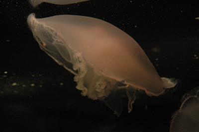 DSC_1510_resize.JPG
