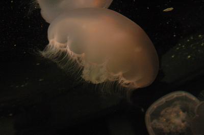 DSC_1511_resize.JPG