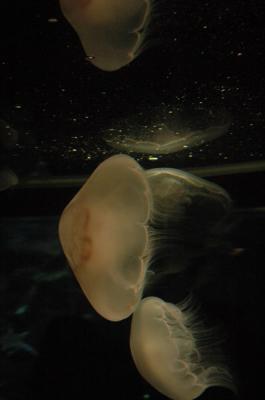 DSC_1514_resize.JPG