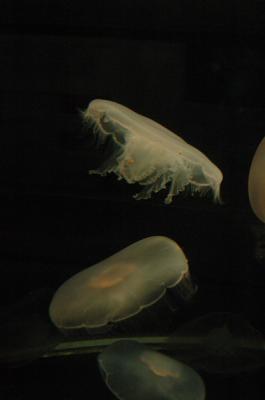 DSC_1517_resize.JPG