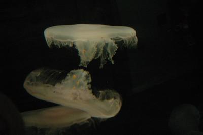 DSC_1519_resize.JPG