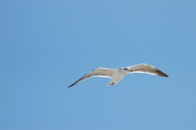 oregon_coast_wildlife-1