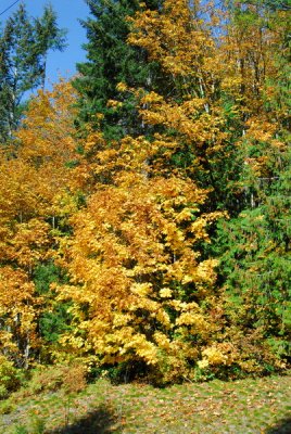DSC_9063_resize.JPG