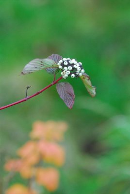 DSC_9279_resize.JPG
