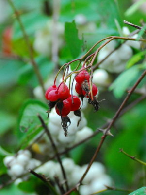 DSC_9280a_resize.jpg