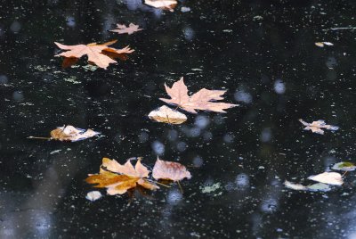 DSC_9290_resize.JPG