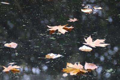 DSC_9294_resize.JPG