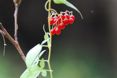 DSC_9295_resize.JPG
