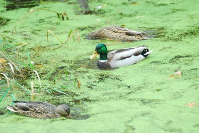 DSC_9317_resize.JPG