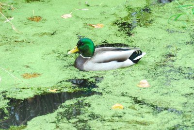 DSC_9325_resize.JPG