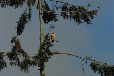 DSC_9348_resize.JPG