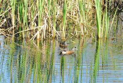 DSC_9367_resize.JPG