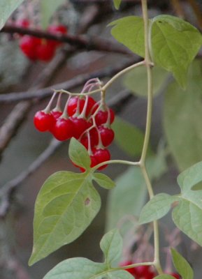 DSC_5944a_resize.jpg
