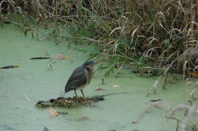 DSC_5953_resize.JPG