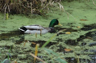 DSC_5965_resize.JPG