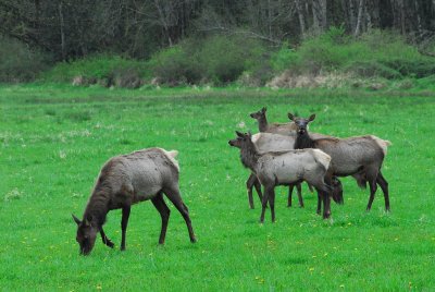 elkapril08