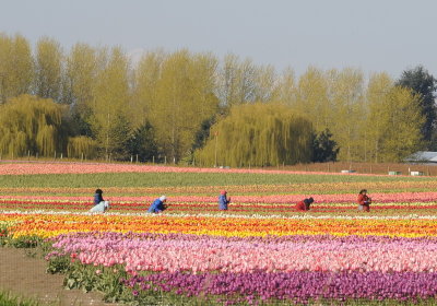 tulip_festival0408
