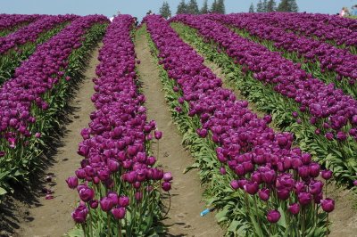 tulip_festival0408