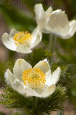 Western Pasque Flower-WA