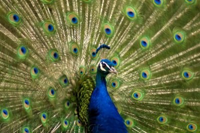 Peacock -Denver Zoo