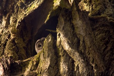 Barred Owl Nest-1