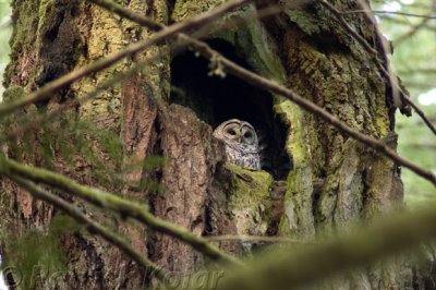Barred Owl Nest-2