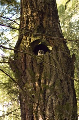 Barred Owl Nest-3