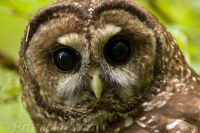 Spotted Owl Close-Up