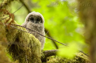 Spotted Owl Fledgling-2