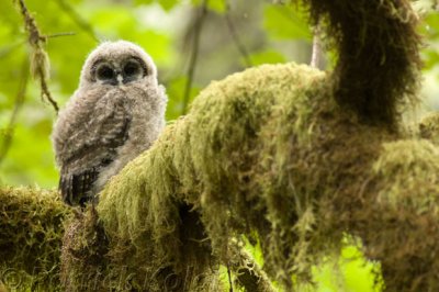 Spotted Owl Fledgling-3