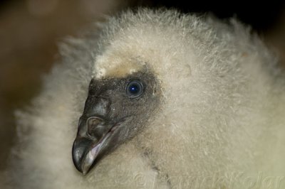 Turkey Vulture Nestling Close-up - 1