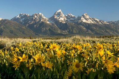 Balsamroot Flowers-Grand Teton National Park