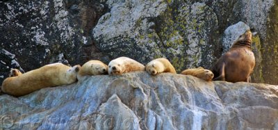 Stellar's Sea Lions