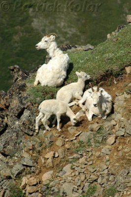 Dall Sheep