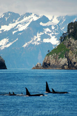 Orcas 1