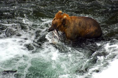 Salmon Fishing-Alaskan Brown Bear