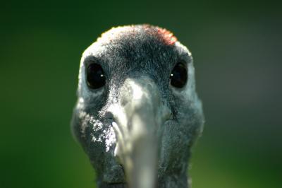 Crane-Germany Zoo