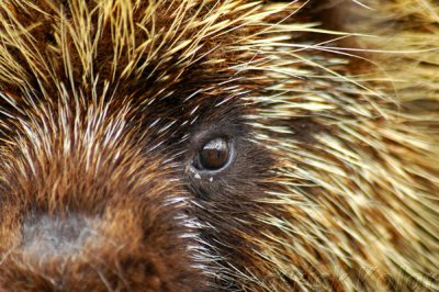 Porcupine Close-up