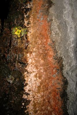 Flower & Rock