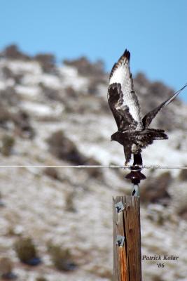 Black Morph Rough-legged Hawk