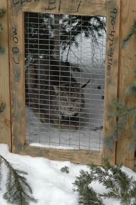 Lynx in Trap