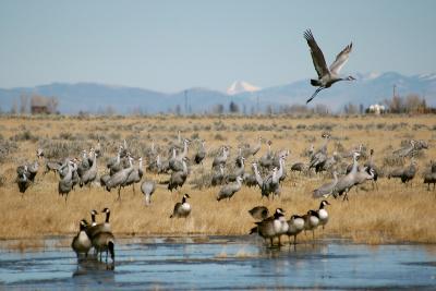 Cranes & Geese