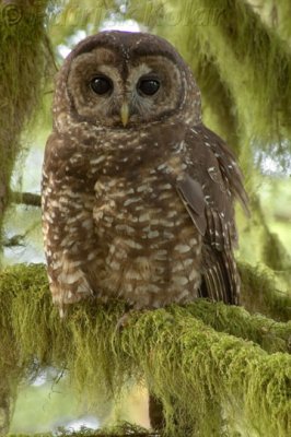 The Beggar-Spotted Owl