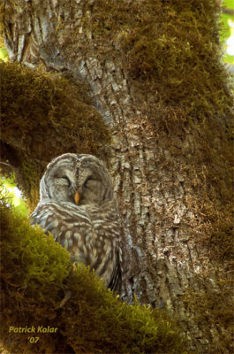 Afternoon Roost-Barred Owl