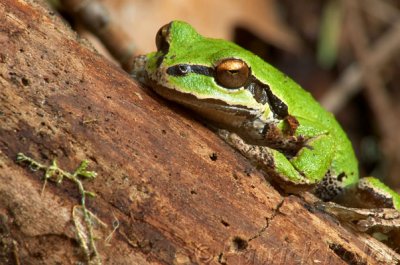 Pacific Tree Frog