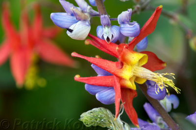 Columbine and Lupine-2
