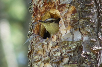 Nuthatch with great nest